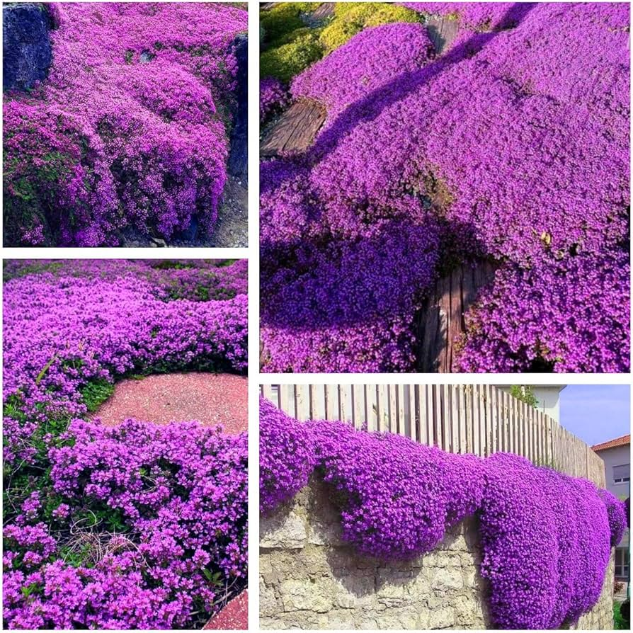 Creeping Thyme Seeds