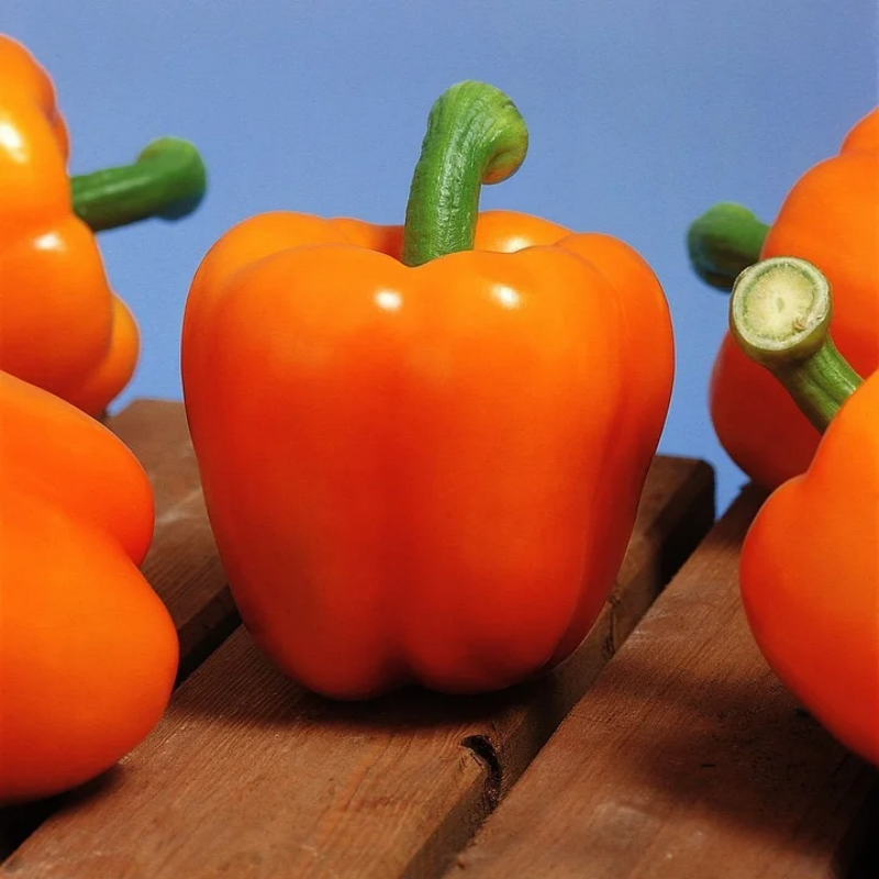 🌈Sweet Rainbow Organic Bell Pepper Seeds🫑