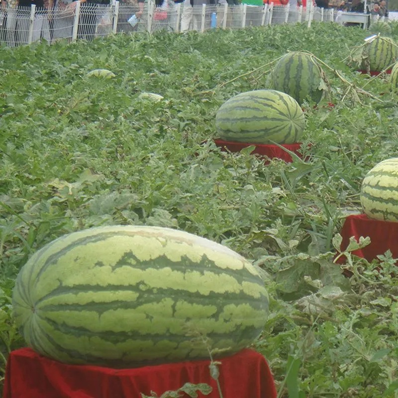 Giant Watermelon Seeds