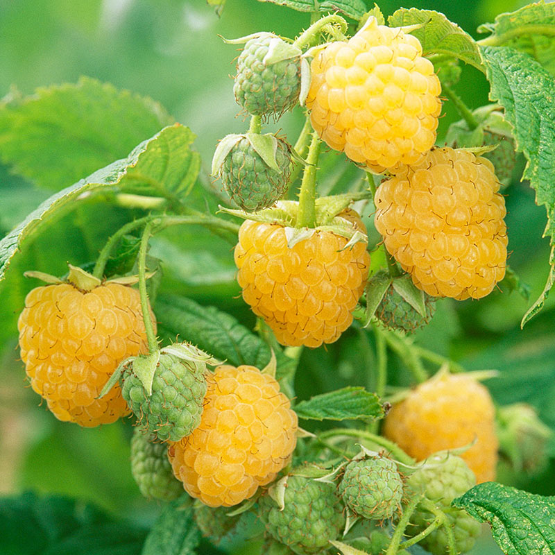 Raspberry Organic Natural Seeds