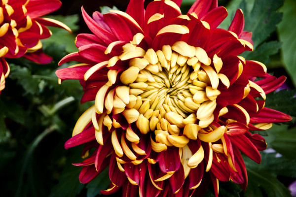 ❤️‍🔥Chrysanthemum gold version-🦋Gold-red Chrysanthemum