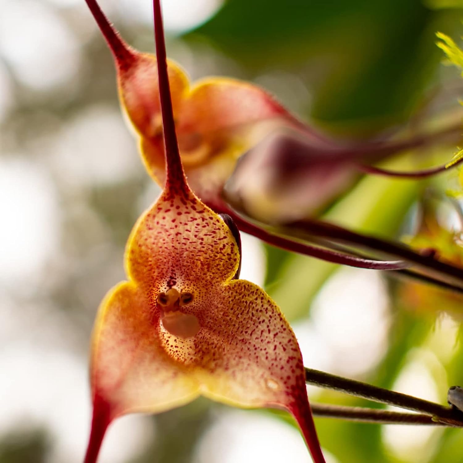 200 Seeds Monkey Face Orchid Seeds Dracula Cute Simia Flower
