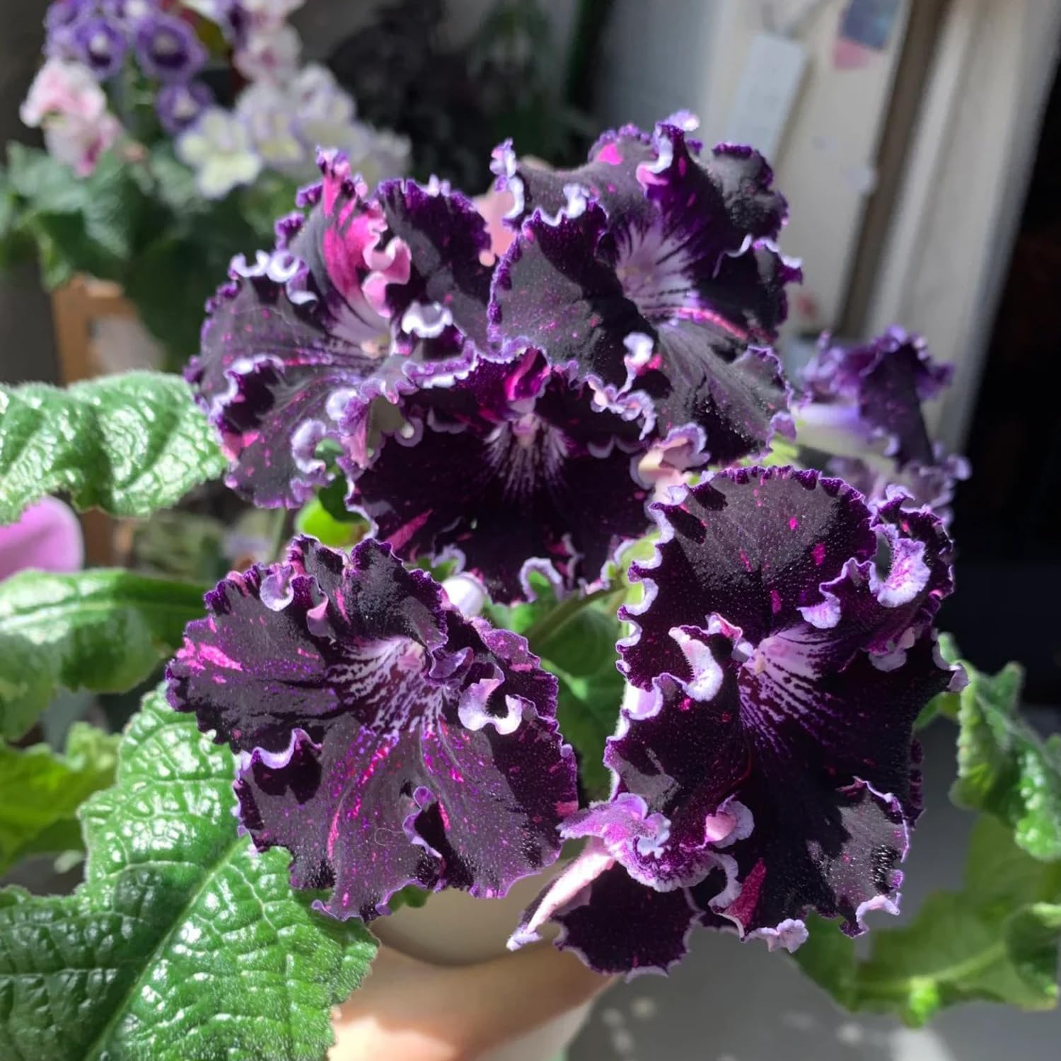 African Violet Seeds