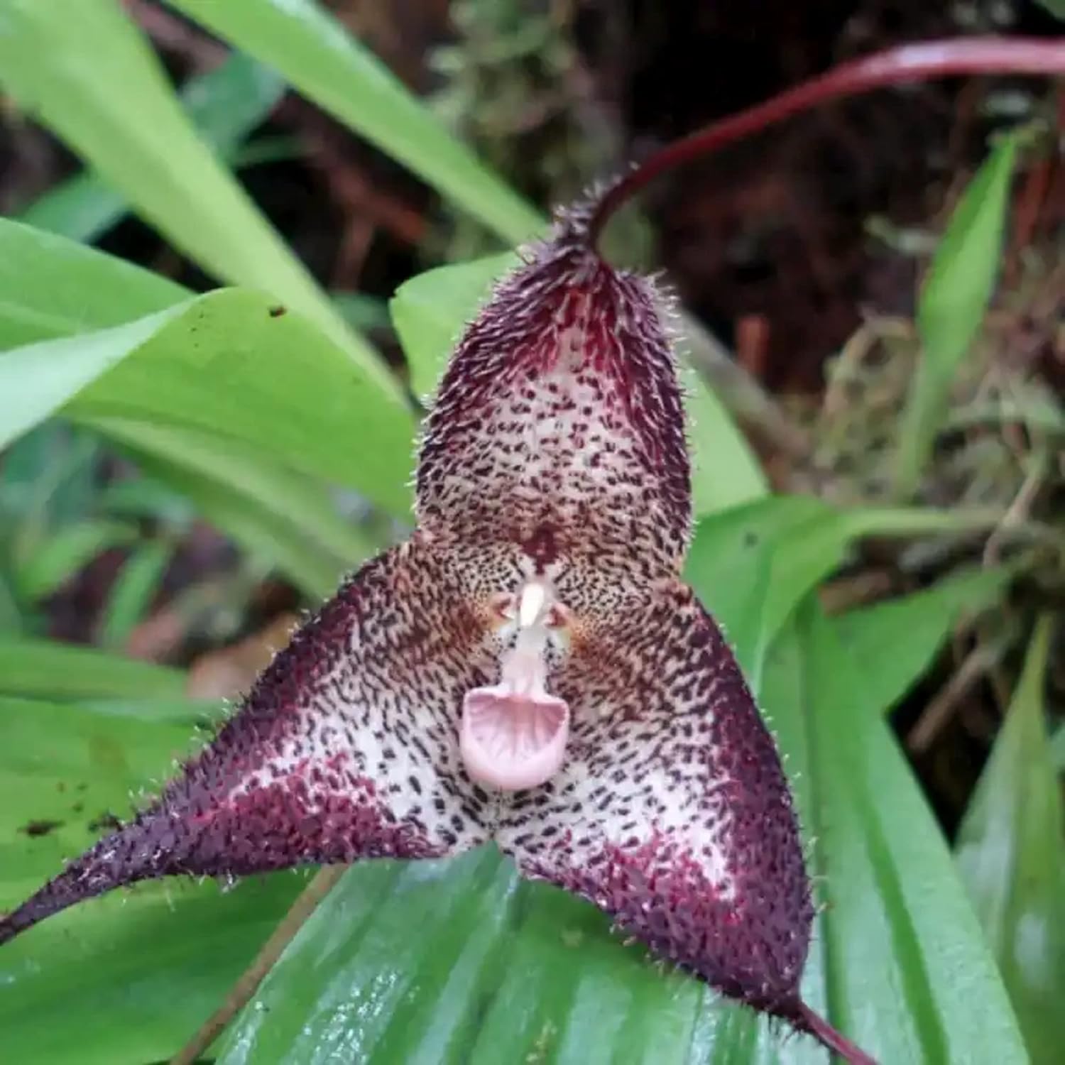 200 Seeds Monkey Face Orchid Seeds Dracula Cute Simia Flower