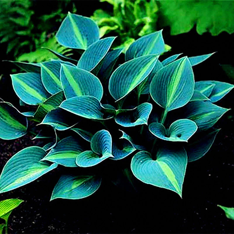 Hosta Flower Seeds Garden Perennials Ornamental