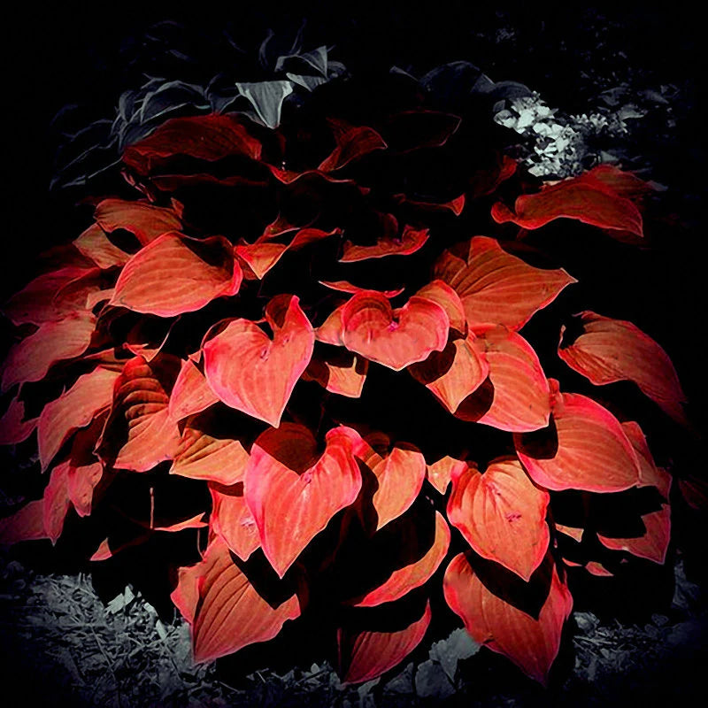Hosta Flower Seeds Garden Perennials Ornamental