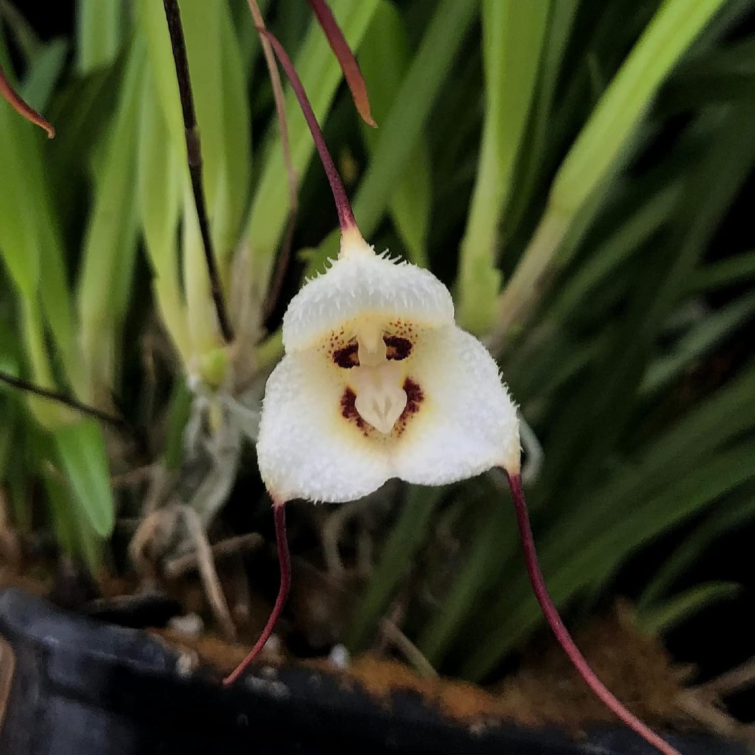 200 Seeds Monkey Face Orchid Seeds Dracula Cute Simia Flower