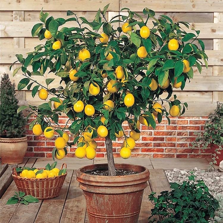 Perfume Lemon Seeds
