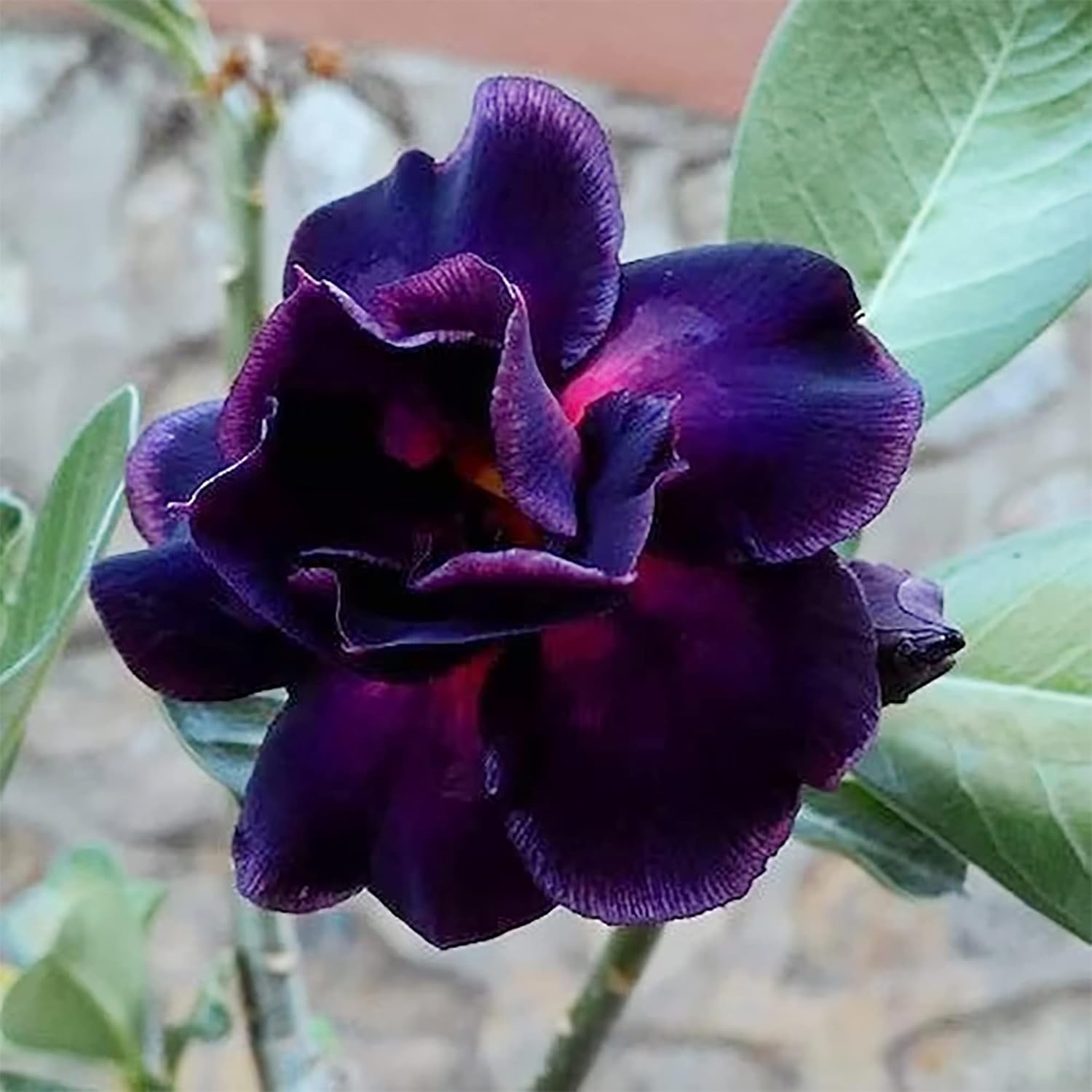 Lilac Desert Rose Seeds