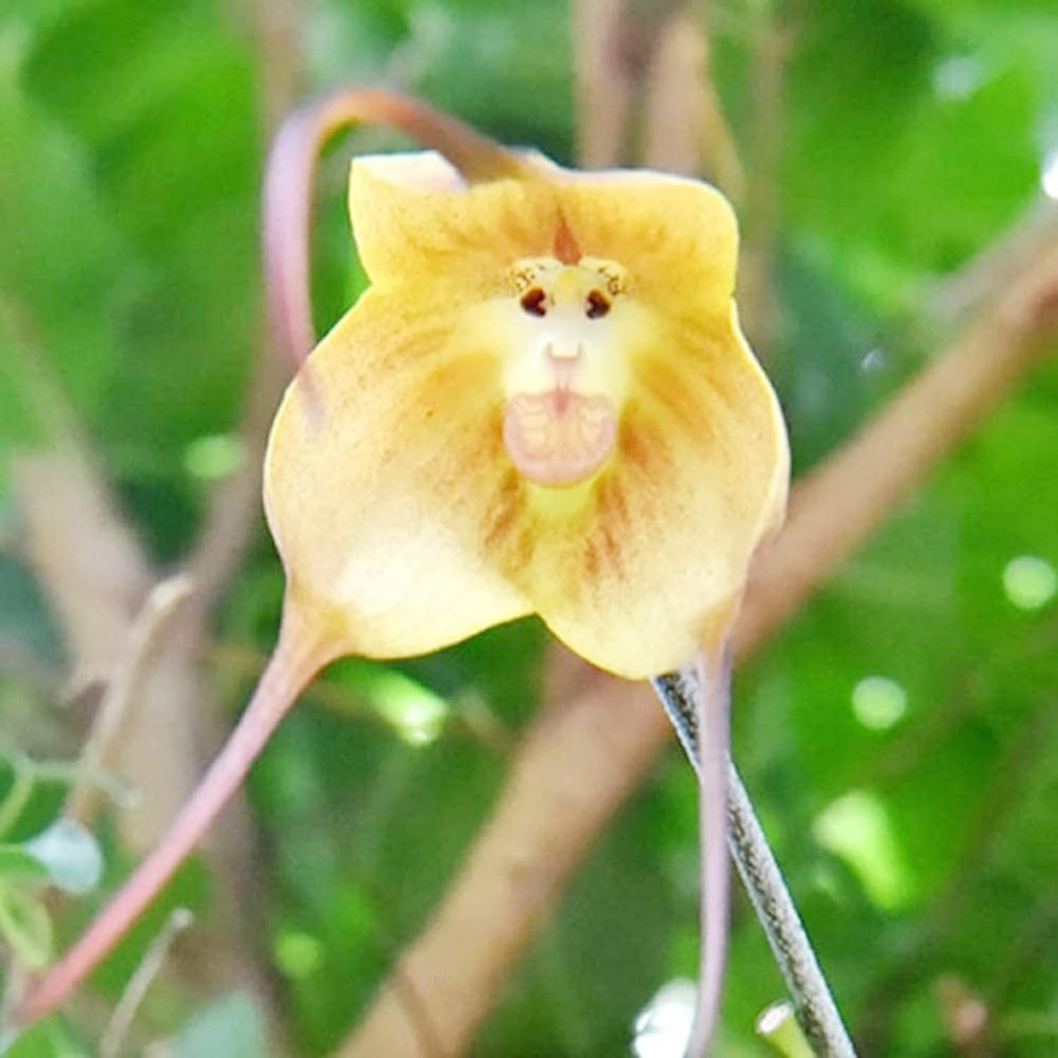 200 Seeds Monkey Face Orchid Seeds Dracula Cute Simia Flower