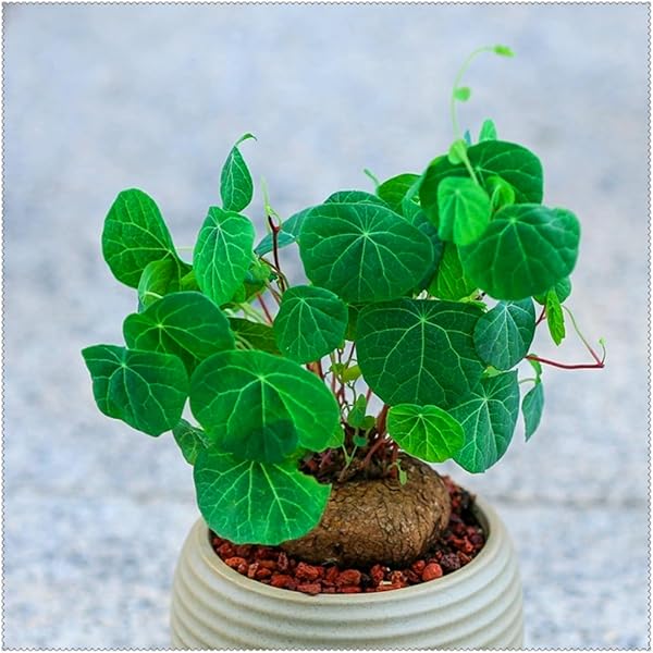 50 Pcs/Pack Stephania Erecta Seeds