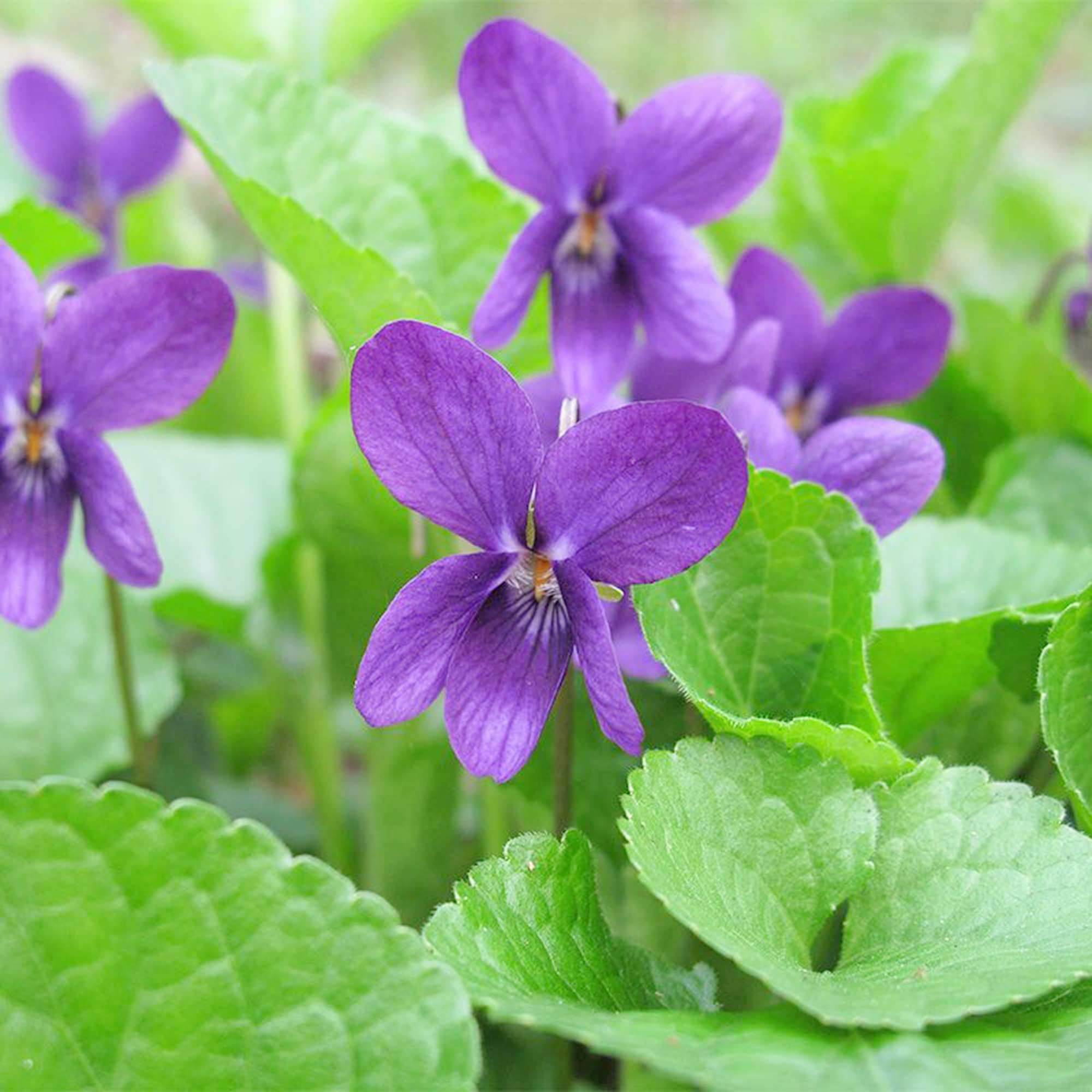 Sweet Violet Seeds (Viola odorata) Packet of 50 Seeds