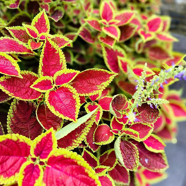 Coleus Chocolate Mint Seed