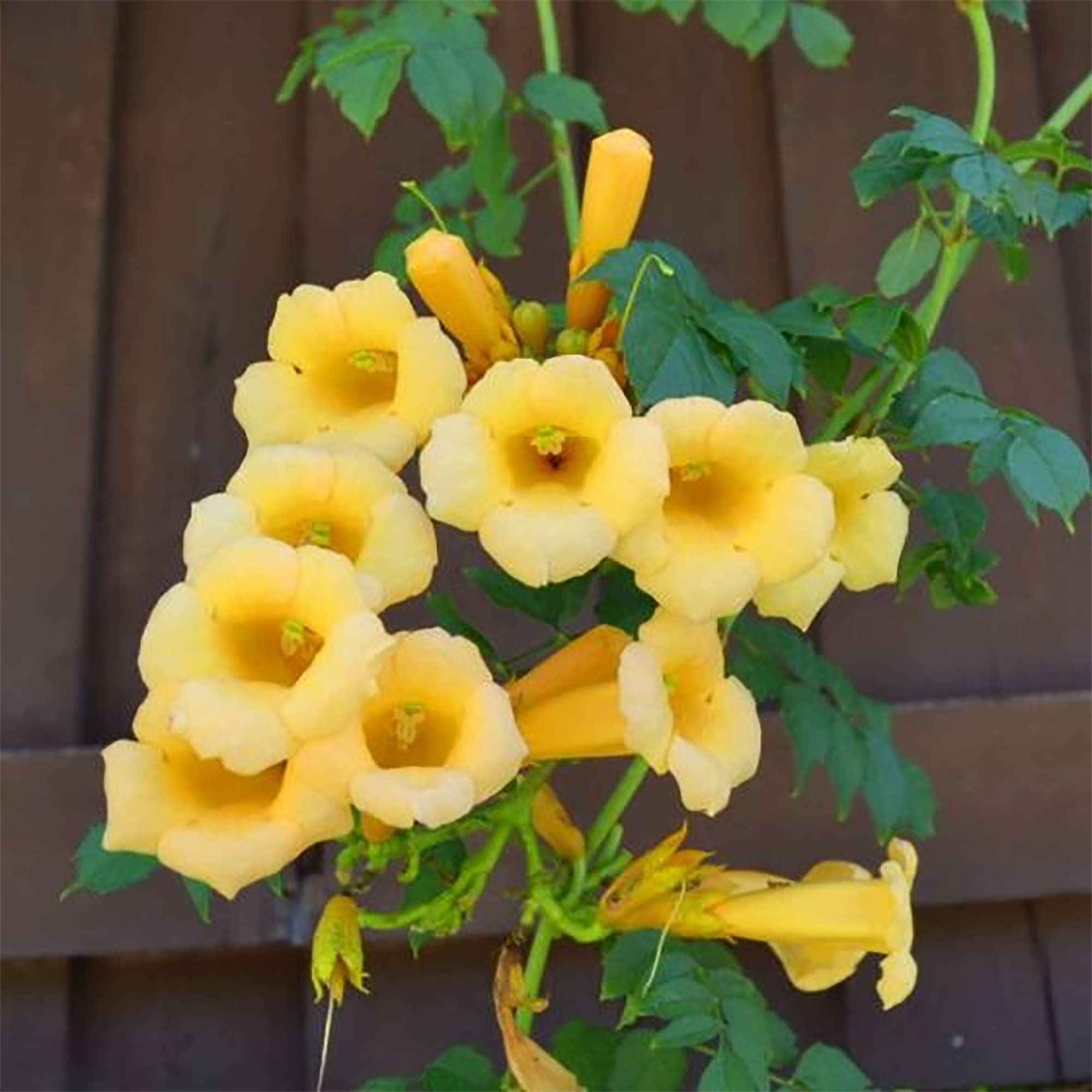 HUMMINGBIRD TRUMPET CREEPER Campsis Radicans Vine Flower Seeds