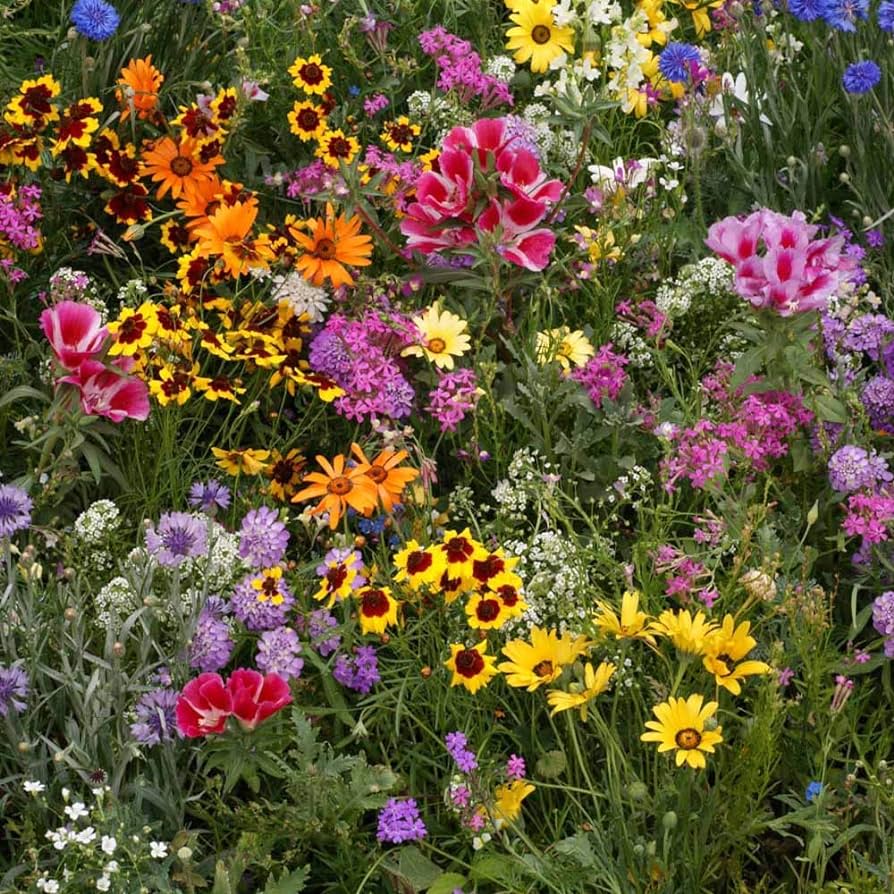 First Year Flowering Mixed Perennial Wildflower Seeds