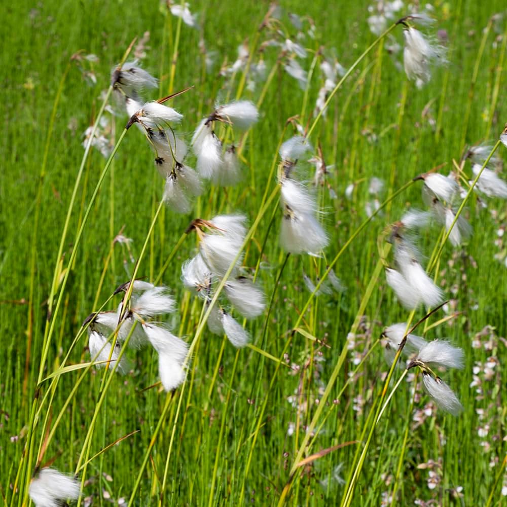 Eriophorum Vaginatum - Water Plants - Seeds