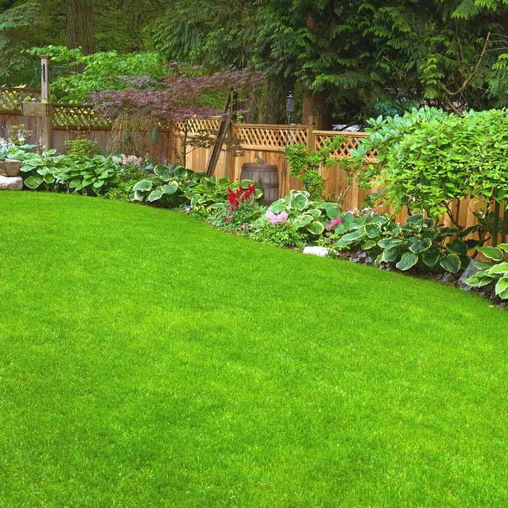 High Quality Premium Lawn Seed