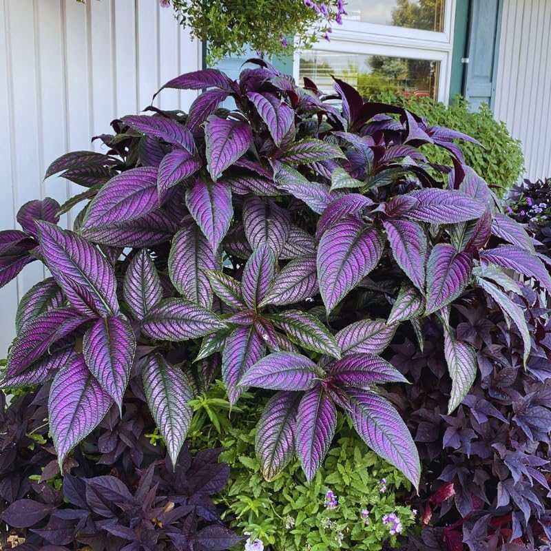 Coleus seeds Special Purple (20 Per Pack)