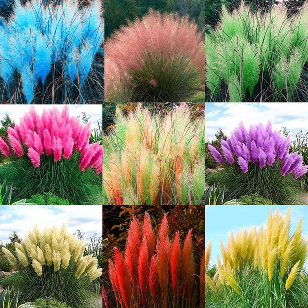 Pack of 500 Mixed Colors Pampas Grass Seeds