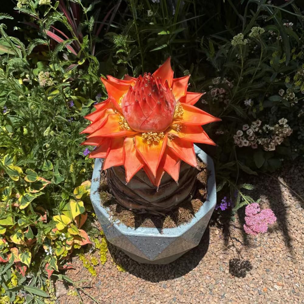 Golden Red Lotus Seeds: Embrace Tranquility with Every Bloom