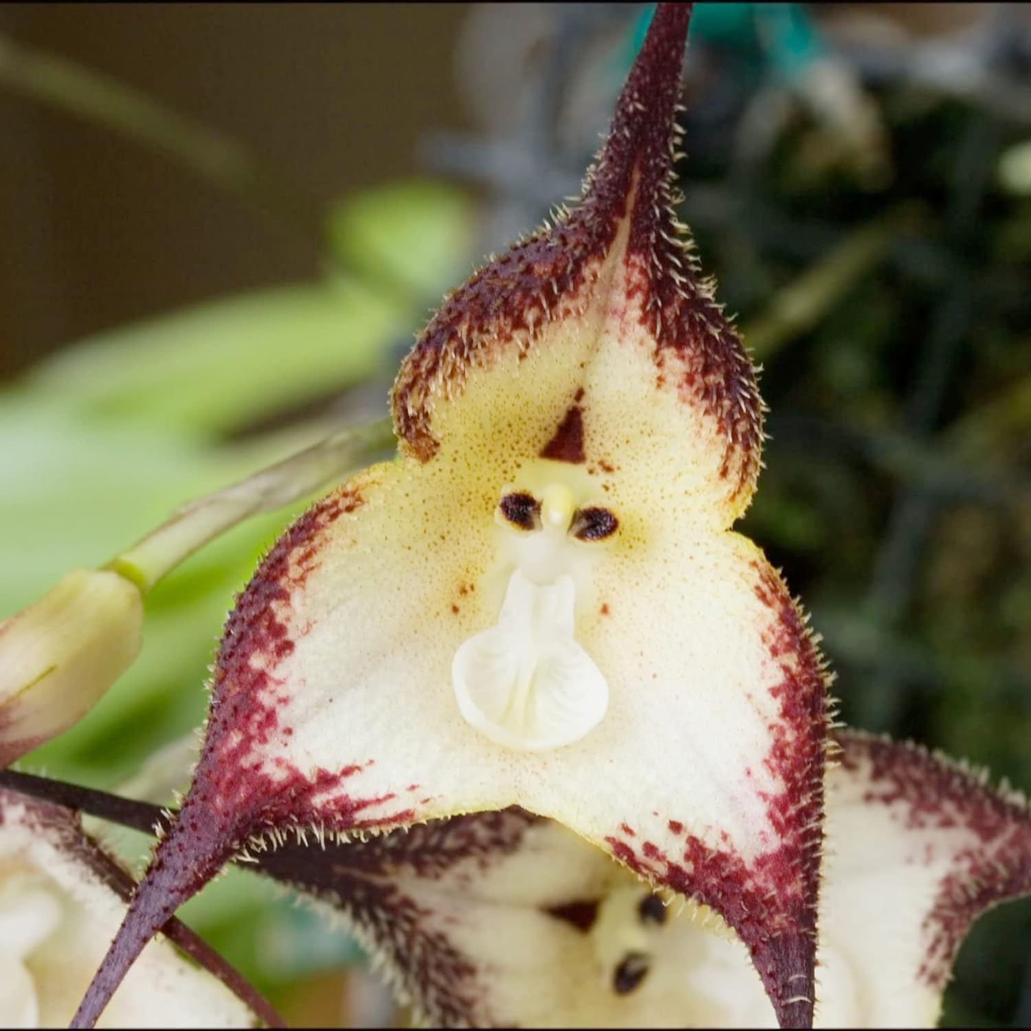 200 Seeds Monkey Face Orchid Seeds Dracula Cute Simia Flower