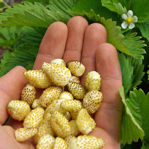 Alpine Strawberry Seeds 'Ruegen' - (Fragaria vesca)