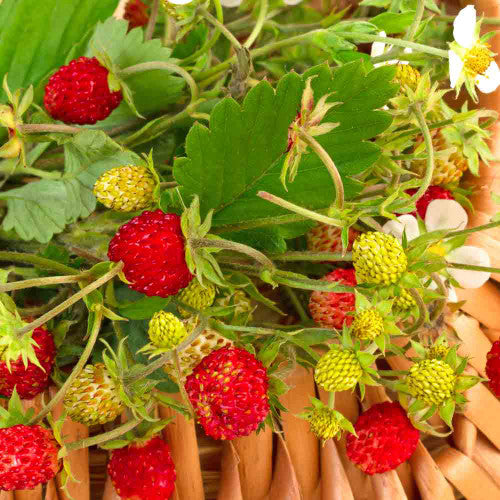 Alpine Strawberry Seeds 'Ruegen' - (Fragaria vesca)