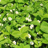 Alpine Strawberry Seeds 'Ruegen' - (Fragaria vesca)