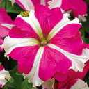 Rose red star spot