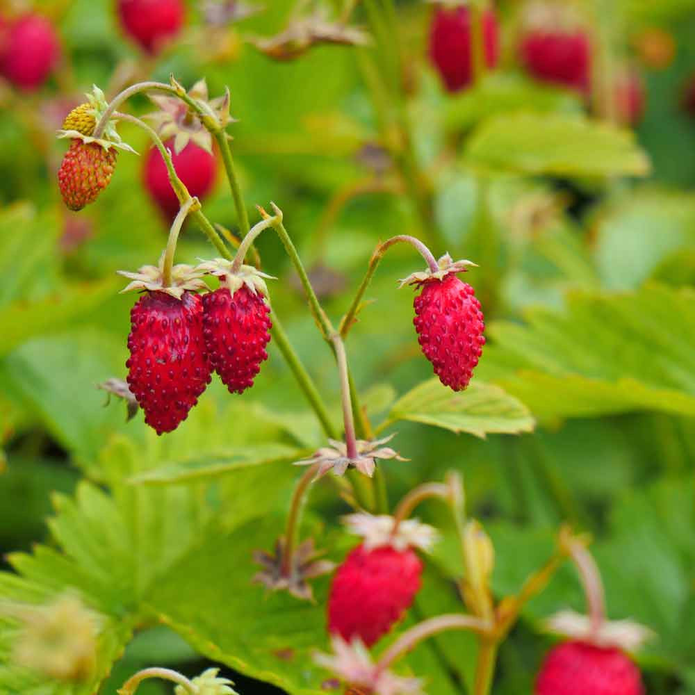Alpine Strawberry Seeds 'Ruegen' - (Fragaria vesca)
