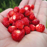 Alpine Strawberry Seeds 'Ruegen' - (Fragaria vesca)