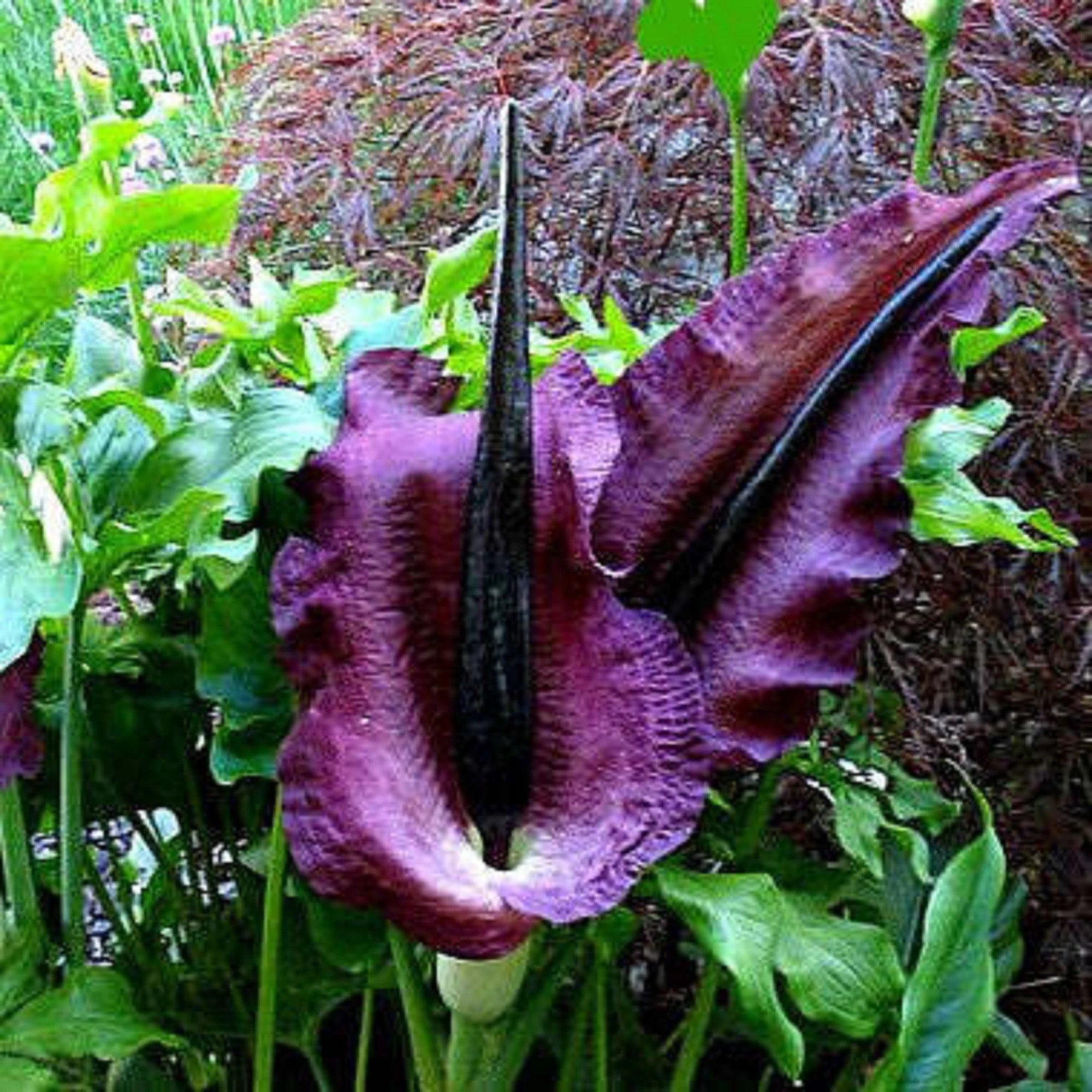 Vampire Lily - Dracunculus Vulgaris - Rare Plants Species *5 Seeds*