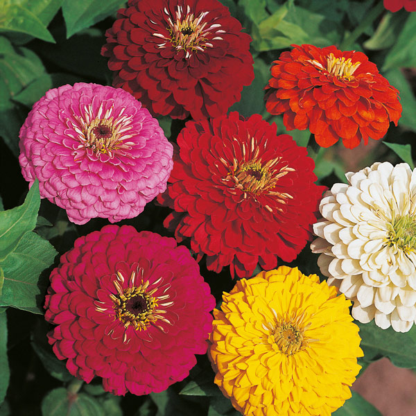 Zinnia Double Mix Seeds (100 seeds)