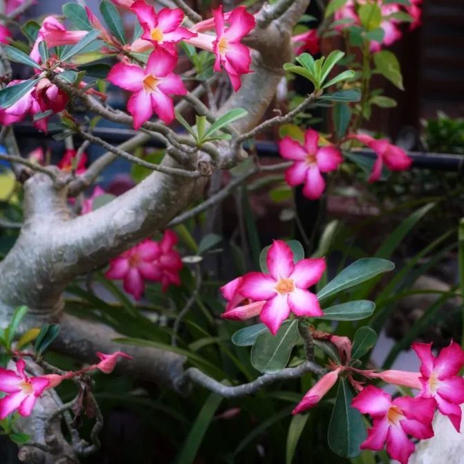 Pink Lady - Desert Rose Seeds