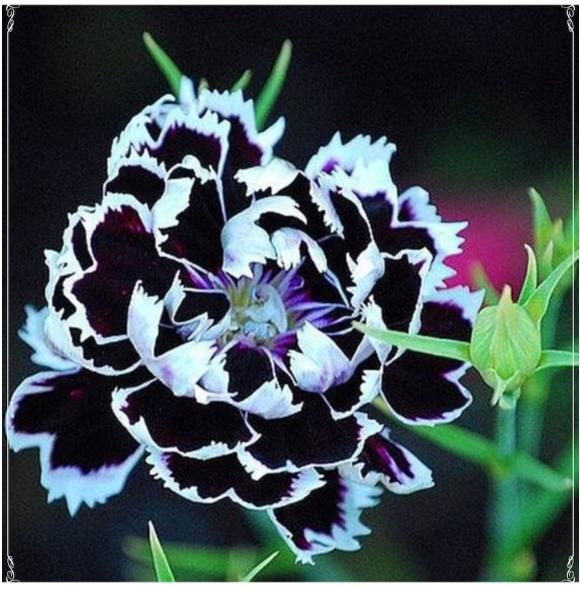 50 Seeds Dianthus Heddewigii Black White Carnation Flower Seed, Dianthus Flower, Natural, Non GMO, Heirloom