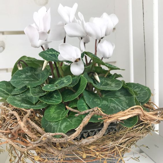 🩷Cyclamen Flower Perennial Flowering Plants Seeds