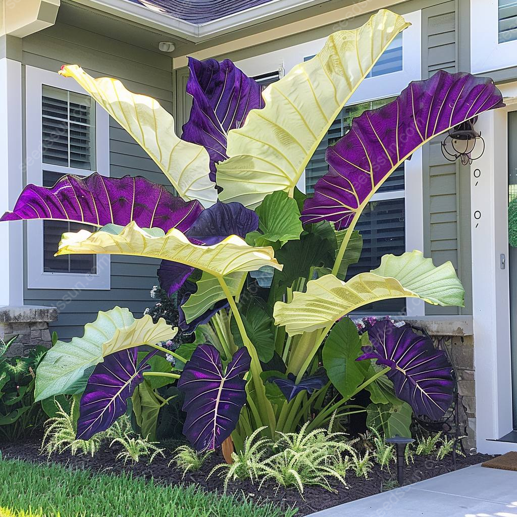Giant Caladium Bulbs