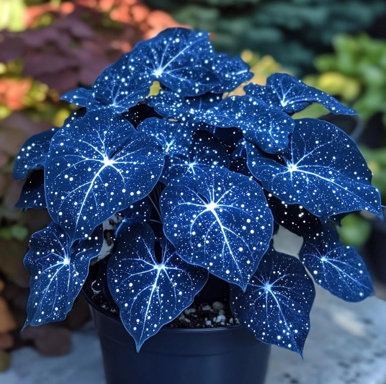 Nocturne Begonia