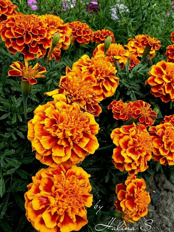 Marigold Seeds-Easily Mixed Colors for All Seasons
