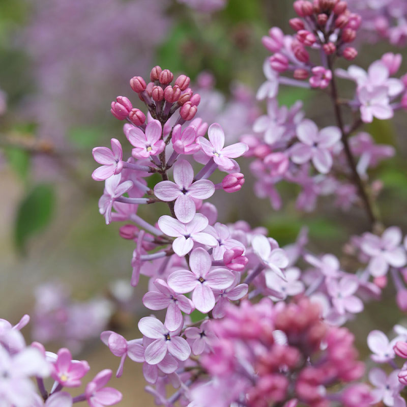 Natural Fragrance-Lilac Seeds