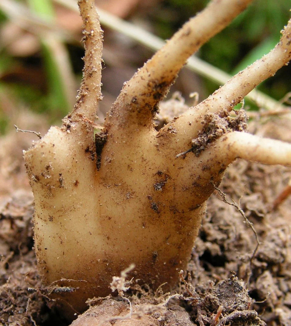 Orchid Dactylorhiza maculata, Heath Spotted-Orchid bulb or seed pod and substrate. moorland spotted orchid, Orchis tacheté