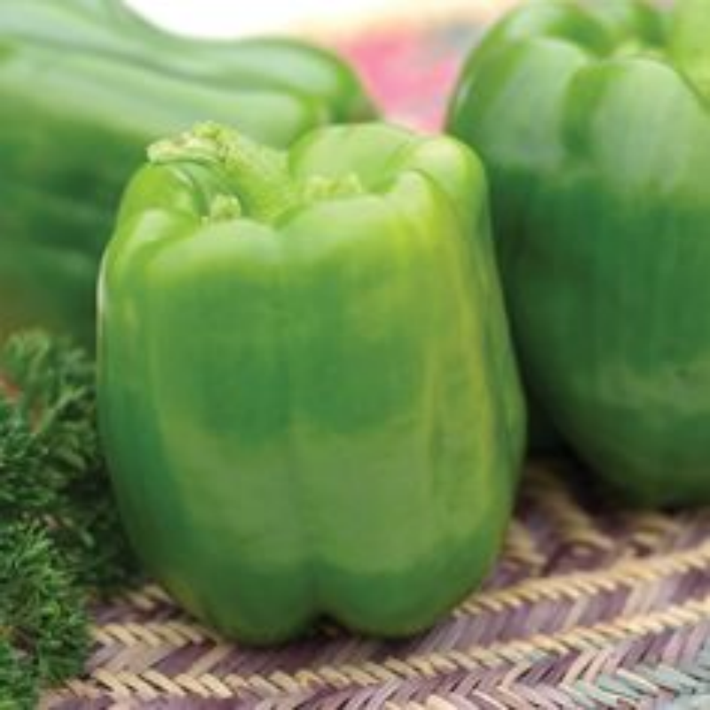 🌈Sweet Rainbow Organic Bell Pepper Seeds🫑