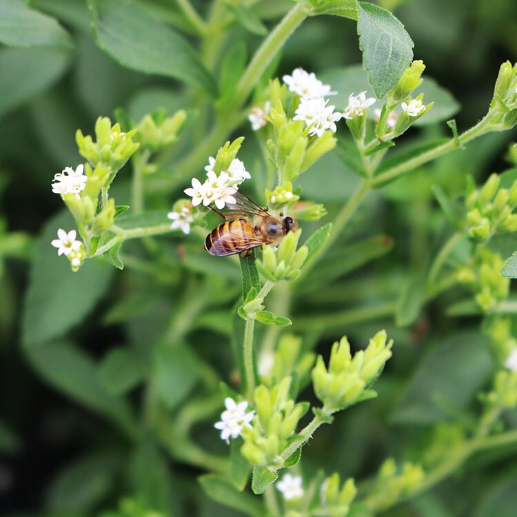 Stevia Seeds | Sweet leaf Herb