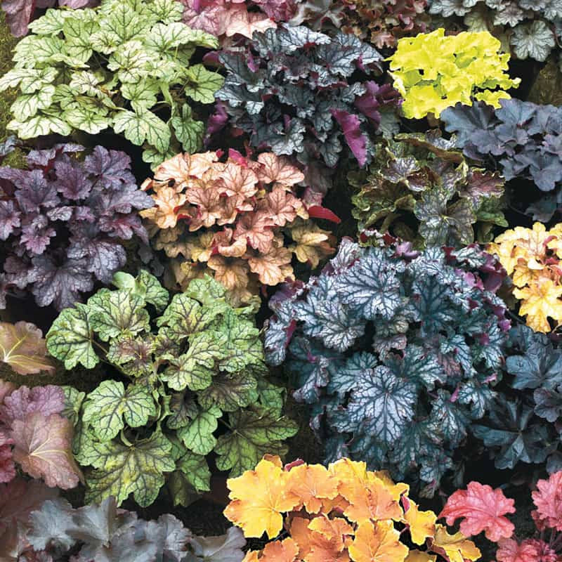 Coral Bells Seeds