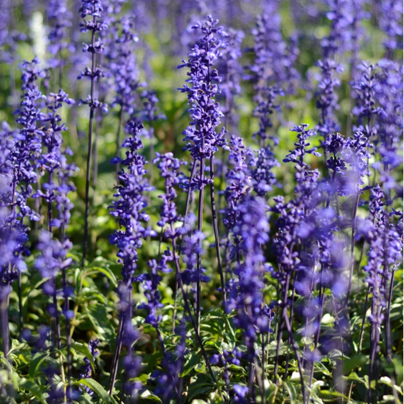 💙Neptune Catmint 💐 seeds-Non-GMO