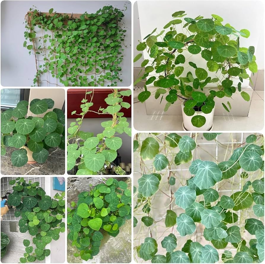 50 Pcs/Pack Stephania Erecta Seeds