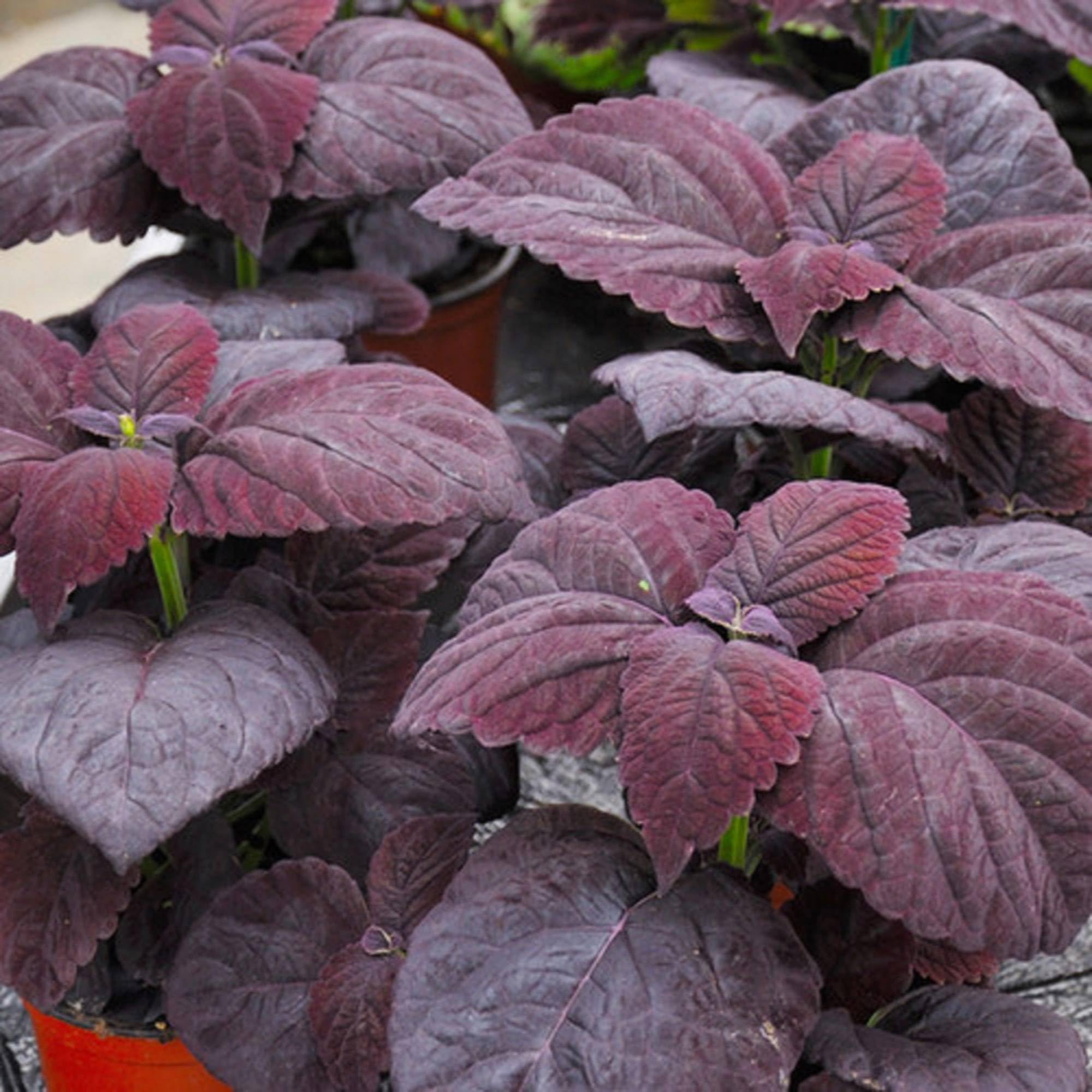 Coleus Chocolate Mint Seed