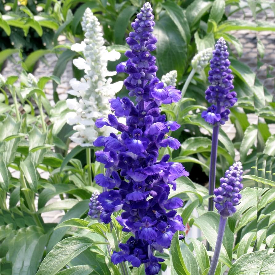Multi-Species Sage Seeds