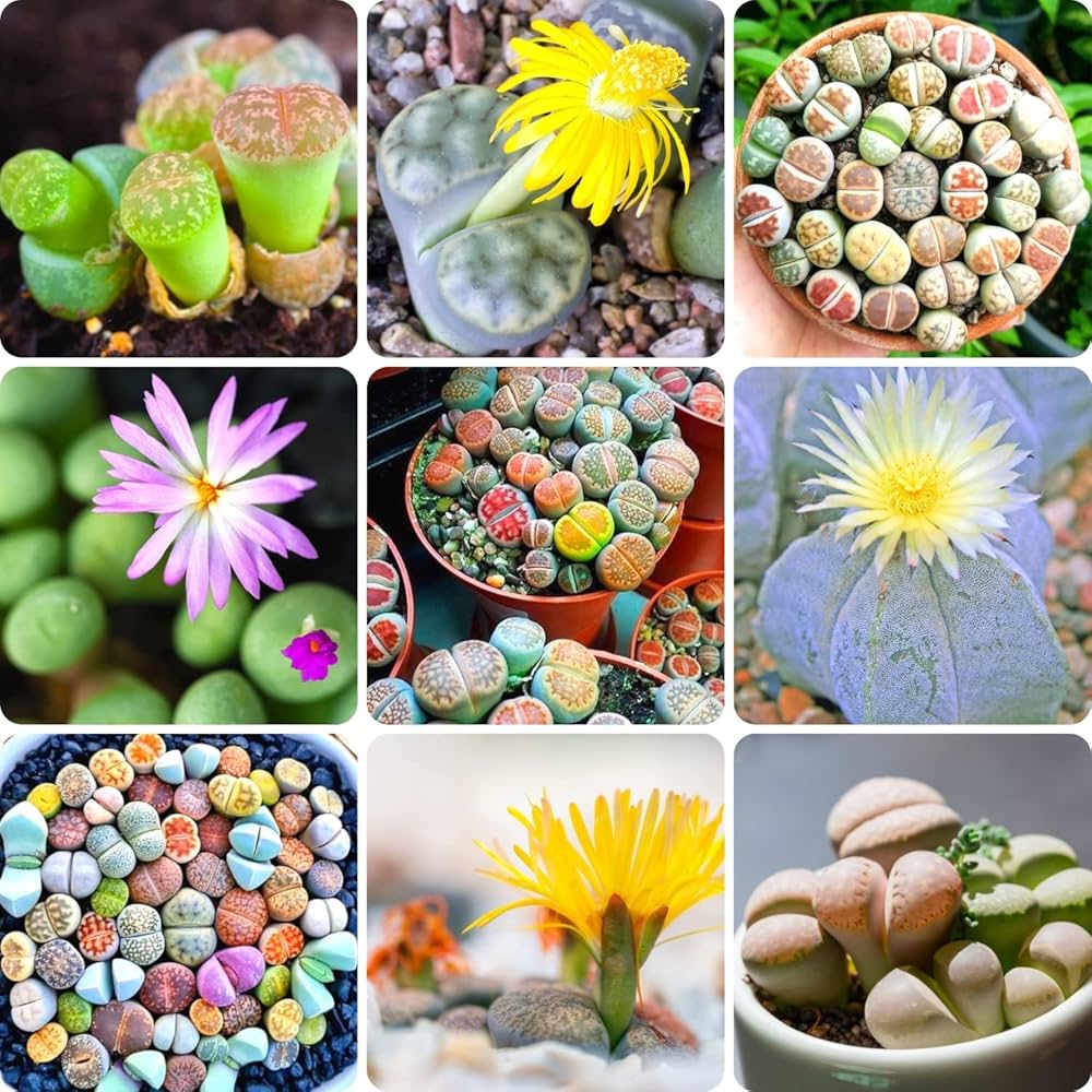 Mixed Lithops Seeds - Rarely Offered - At least 50 types of Lithops Seeds