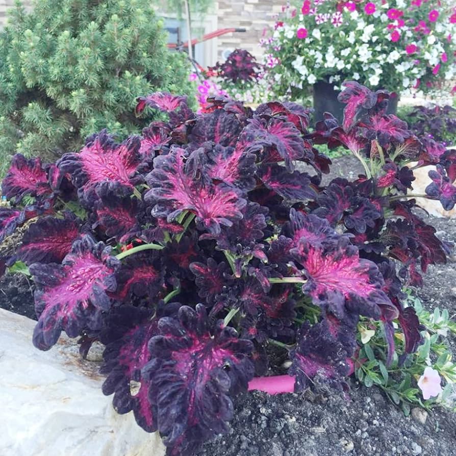 Black Dragon Coleus Seeds